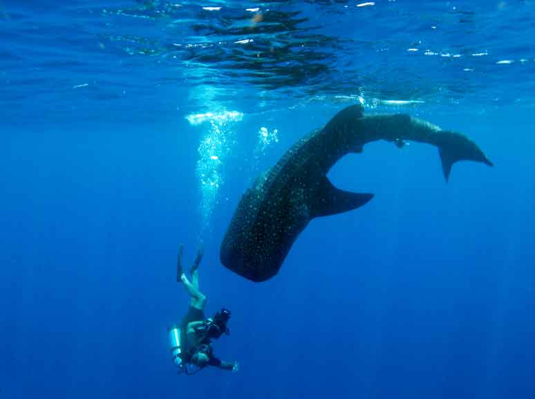 ジンベイザメが泳ぐオスロブの青い水中風景
