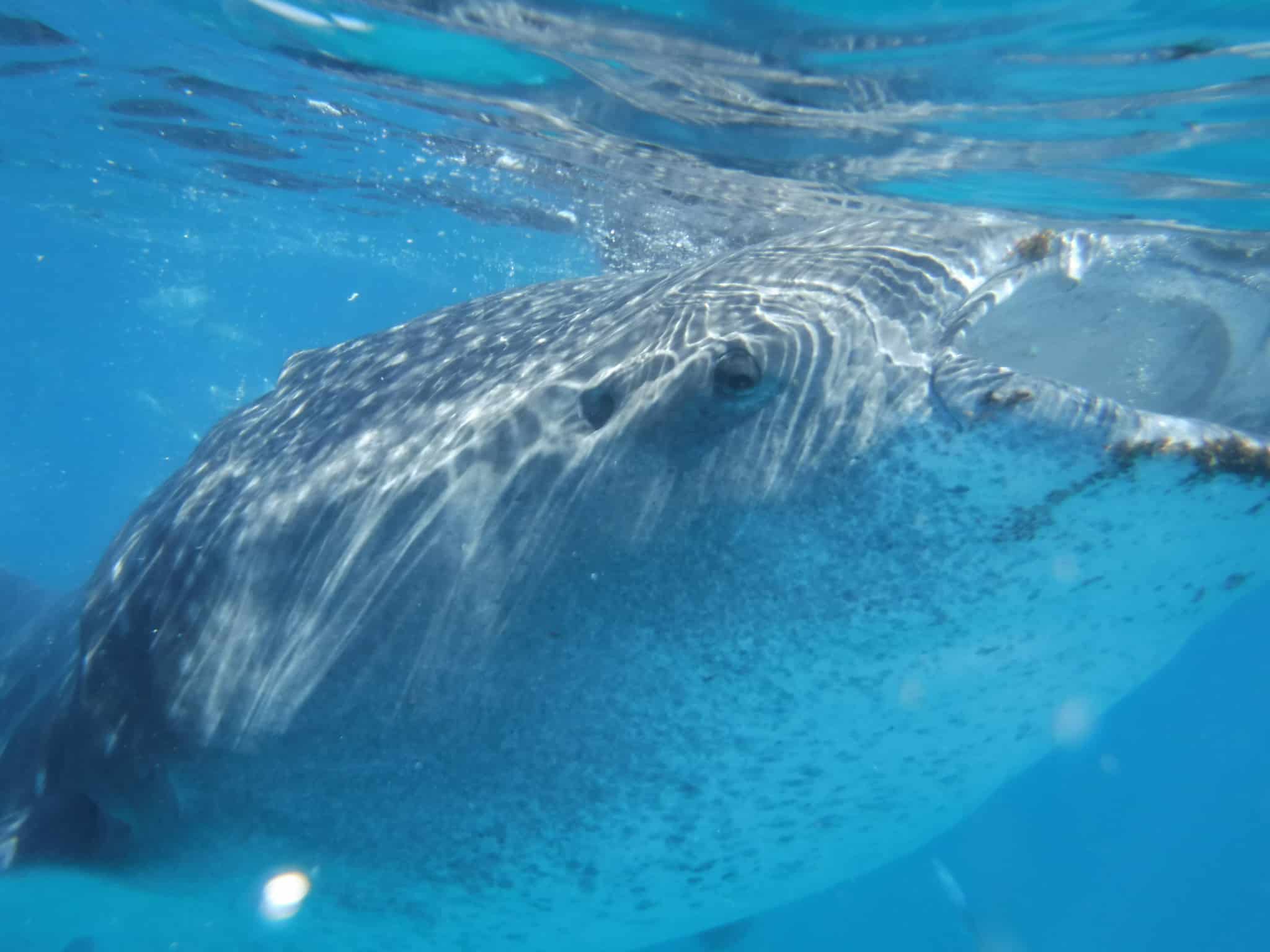 陽の光が差し込む海をゆっくり泳ぐジンベイザメ