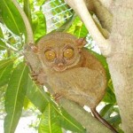 300_300bohol_tarsier
