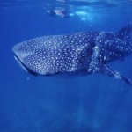 image_whale_shark