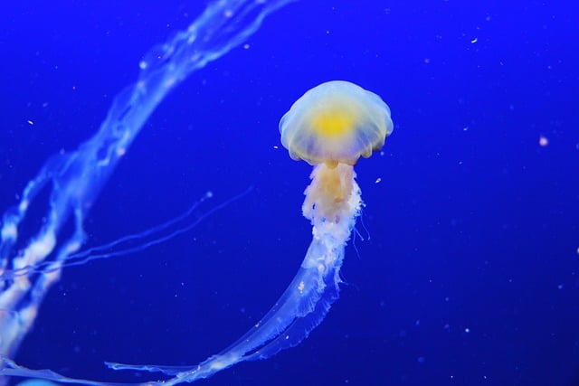 underwater