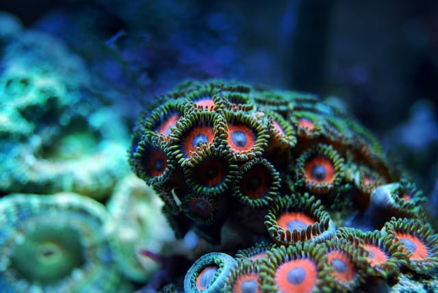 underwater
