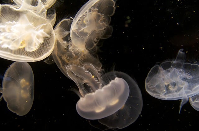 underwater