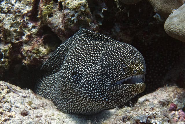 diving