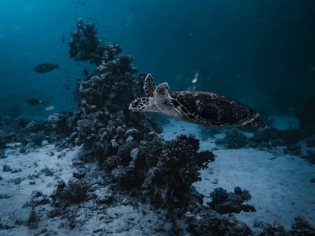 underwater