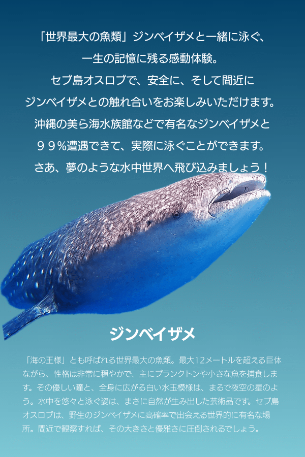 モバイル向け画像